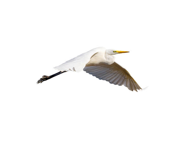 istock White little egret bird Egretta garzetta flying wings spread white background 2190633335