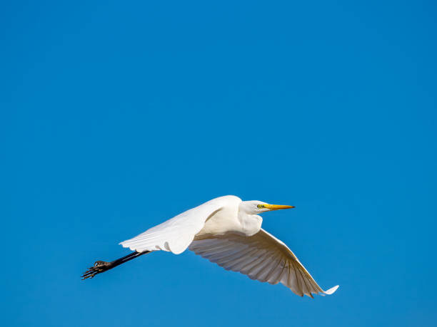 istock White little egret bird Egretta garzetta flying wings spread blue background 2190633336