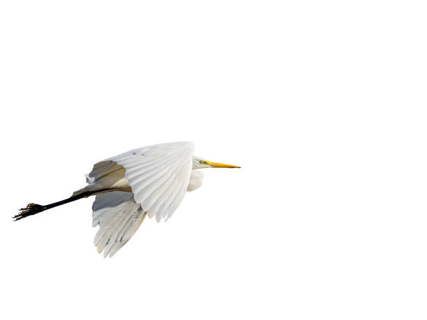 istock White little egret bird Egretta garzetta flying wings spread white background 2190633338