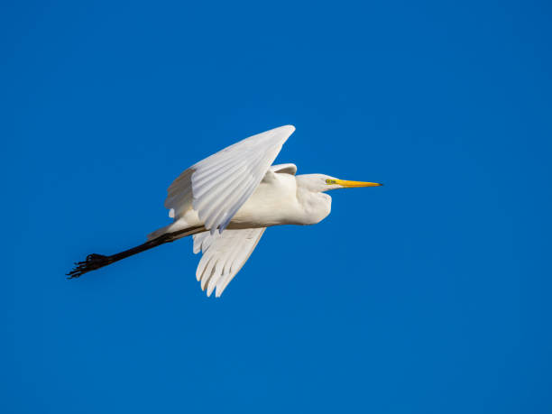 istock White little egret bird Egretta garzetta flying wings spread blue background 2190633339