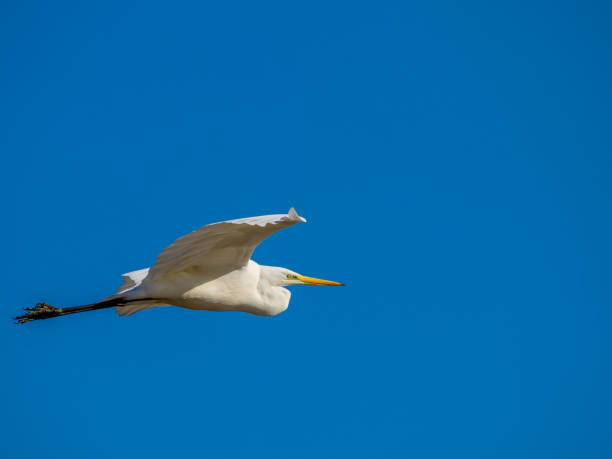 istock White little egret bird Egretta garzetta flying wings spread blue background 2190633342
