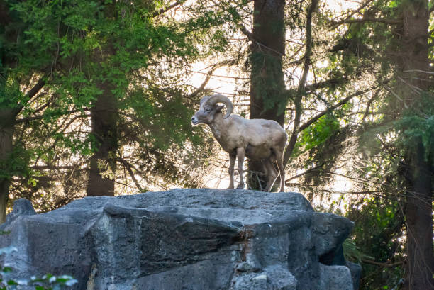 Kid goat with horns roaming the tall green grasslands in the rocky mountains of Banff national Park, Canada