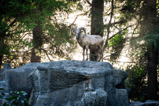 bighorn sheep standing on a rock