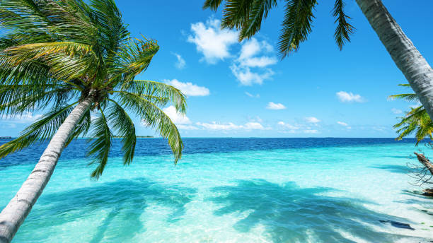 istock Exotic tropical paradise beach copy space scene for background or wallpaper 2190634855