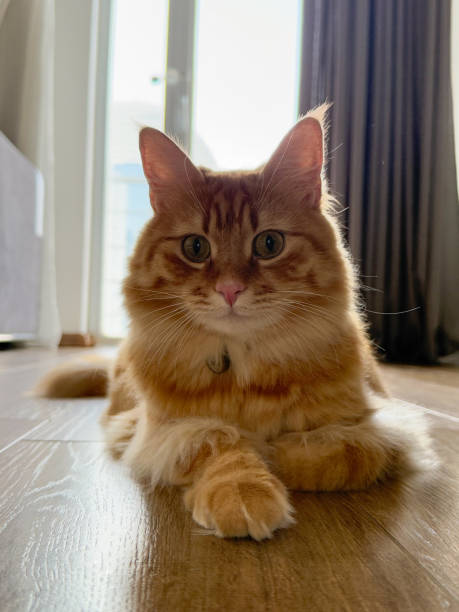 istock A regal ginger cat sits gracefully on a wooden floor, illuminated by soft winter daylight streaming through a window, exuding warmth and tranquility 2190634957