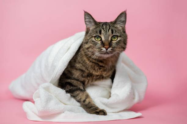istock Striped cat wrapped in a white towel on a pink background. 2190635171