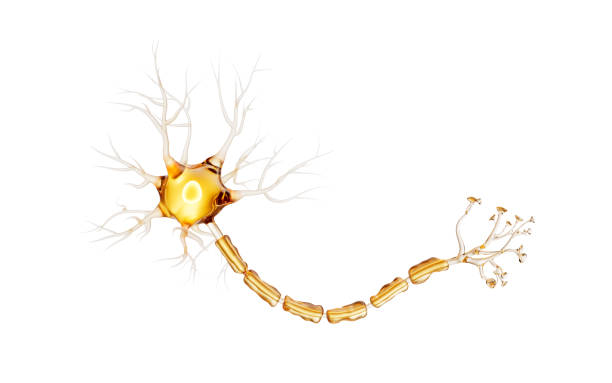Transparent golden biology nerve cell, 3d rendering. 3D illustration.