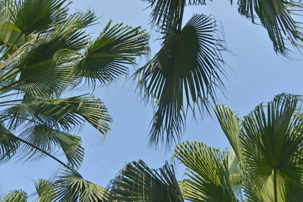 Palm tree branch and leaves background