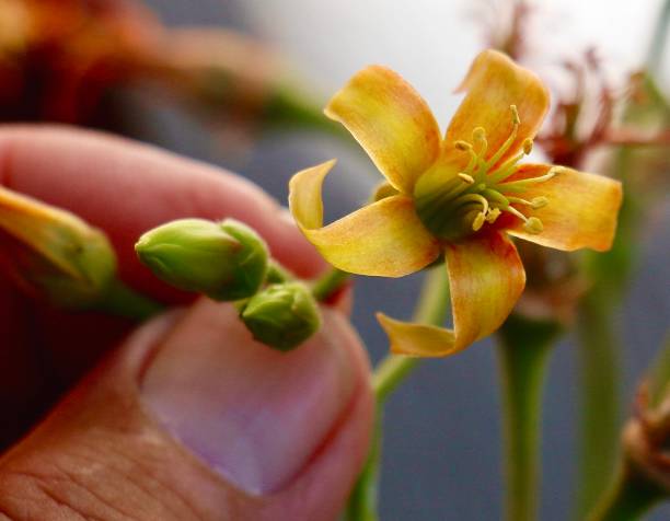 istock Tiny Yellow Flower Held by Male Thumb and Forefinger 2190641405