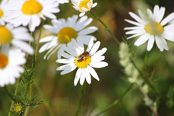 istock A Collegets similis bee on some flowers 2190641429