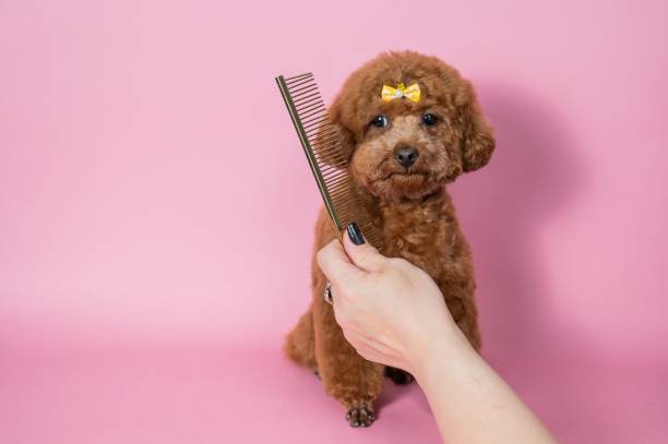istock Woman combing a cute poodle on a pink background. 2190641988