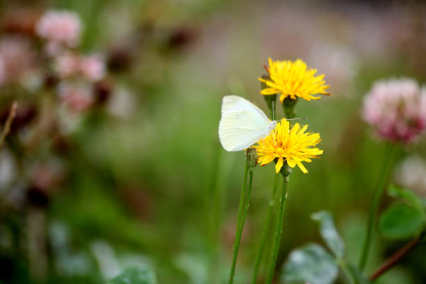 A cabbage white butterfly on a yellow flower