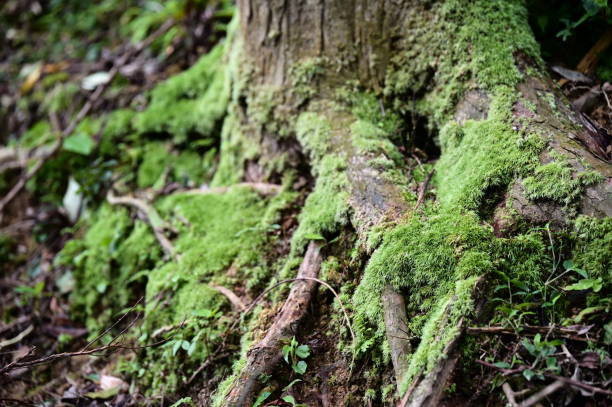 istock Moss on Buttress Roots in Tropical Forest 2190644016