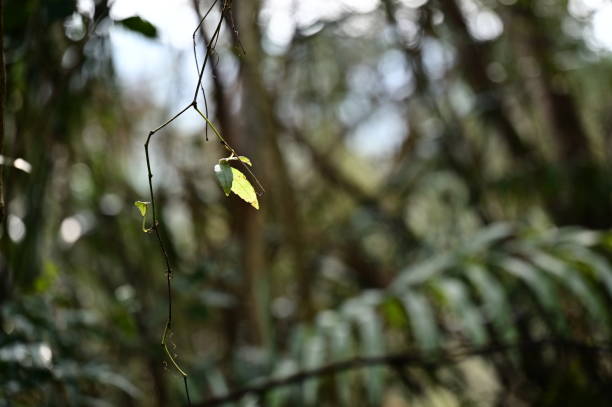 istock Branch and Forest: A Contrast of Nature 2190644105