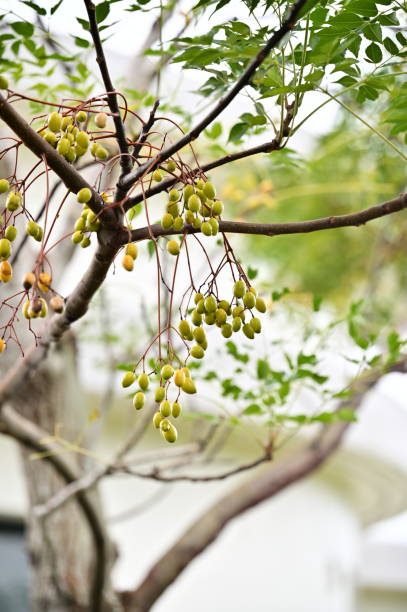 Golden Fruits of Chinaberry Chinaberry trees, resilient and versatile, offer golden fruits, fragrant flowers, and robust wood, thriving in diverse landscapes and enriching Taiwan's ecology. chinaberry stock pictures, royalty-free photos & images