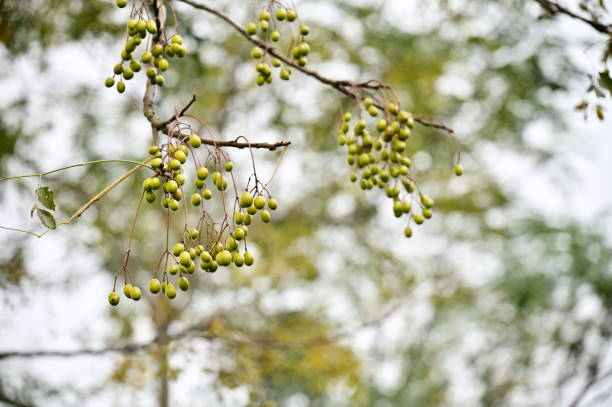 Golden Fruits of Chinaberry Chinaberry trees, resilient and versatile, offer golden fruits, fragrant flowers, and robust wood, thriving in diverse landscapes and enriching Taiwan's ecology. chinaberry stock pictures, royalty-free photos & images
