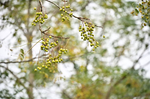 Golden Fruits of Chinaberry Chinaberry trees, resilient and versatile, offer golden fruits, fragrant flowers, and robust wood, thriving in diverse landscapes and enriching Taiwan's ecology. chinaberry stock pictures, royalty-free photos & images