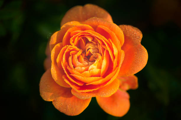 Flower Series : Orange roses and water drops on dark background. A rose isolated on black background. A close up of a garden orange rose flower with rain drops.