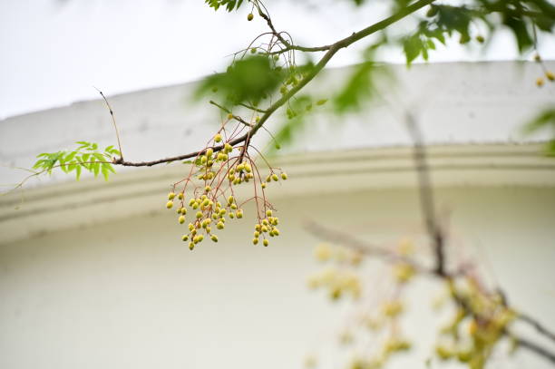 Golden Fruits of Chinaberry Chinaberry trees, resilient and versatile, offer golden fruits, fragrant flowers, and robust wood, thriving in diverse landscapes and enriching Taiwan's ecology. chinaberry stock pictures, royalty-free photos & images