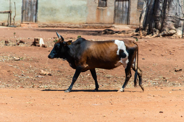 istock cow walking at the rural village 2190649759