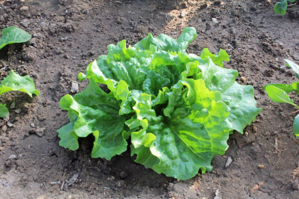 istock Green leaf lettuce grown in a vegetable garden 2190649872