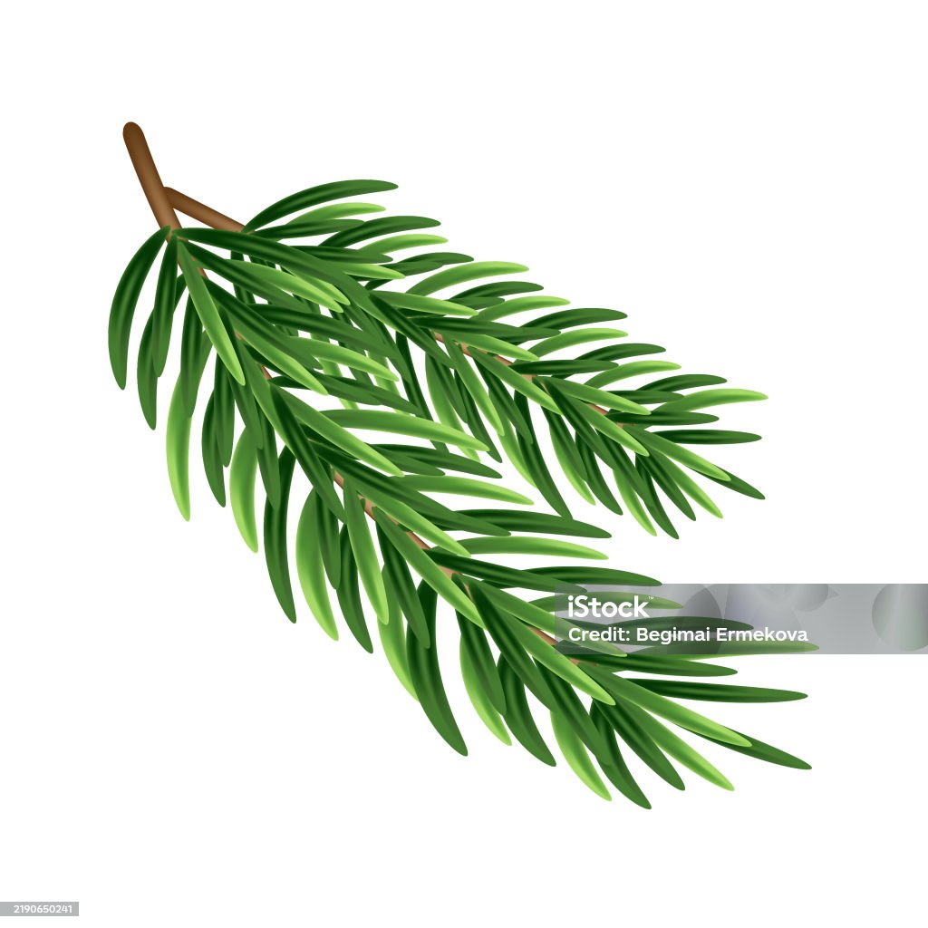Two Branch Tree Two Branches Of A Christmas Tree Stock Illustration - Download Image ...