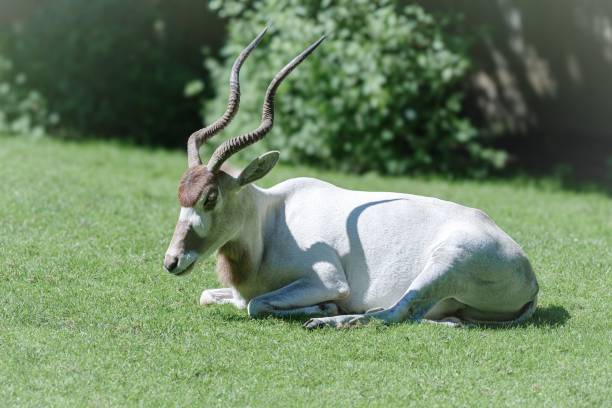 istock Addax Antelope Resting on Green Lawn 2190650715