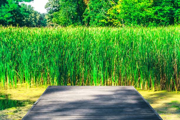 A serene view of a wooden deck overlooking lush green reeds in a tranquil park setting under a bright sky.