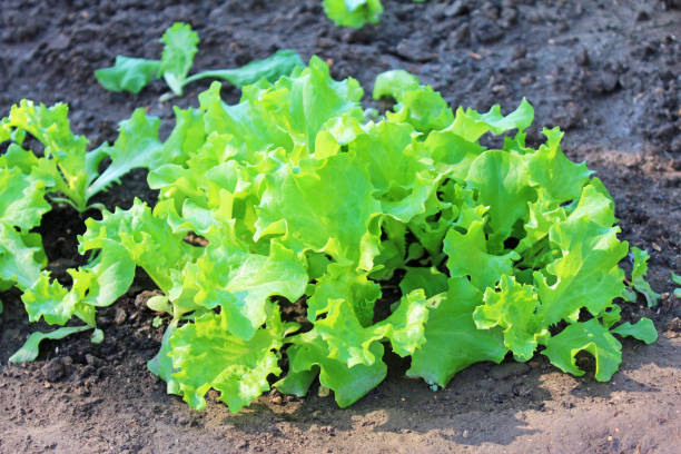 istock Green leaf lettuce grown in a vegetable garden 2190652029