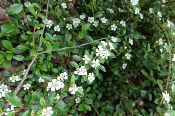 istock Flowering branch of rockspray cotoneaster in May 2190652717
