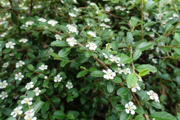 istock Five petaled white flowers of rockspray cotoneaster in May 2190652772
