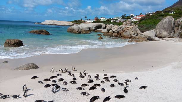 istock Penguins on Boulders Beach, South Africa 2190652914