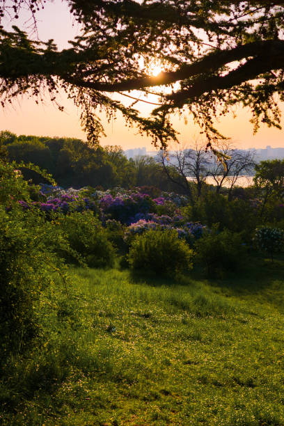 istock Early Morning in Kyiv's Lilac Garden 2190653925