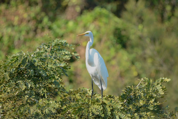 istock A photo of a Little Egret bird. 2190655201