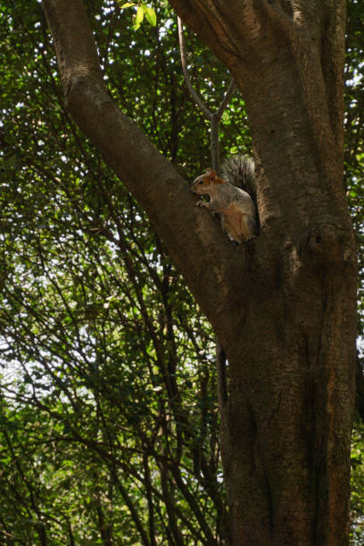 istock A photo of a Tree Squirrel. 2190655319