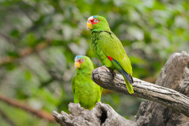istock A close-up photo of a White-Fronted Amazon bird. 2190655333