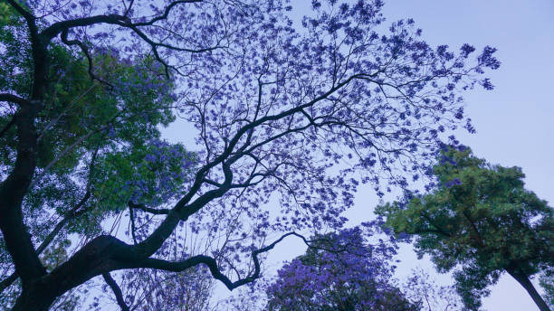 Jacaranda trees are captivating with their vibrant, purple-blue blossoms that can turn entire streets into beautiful, picturesque scenes when in bloom. These trees are popular in subtropical and tropical regions.