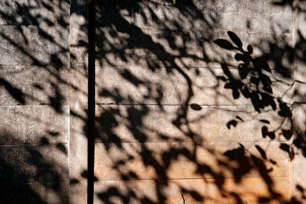 The silhouettes of many trees fall on the stone wall, with warm colors.