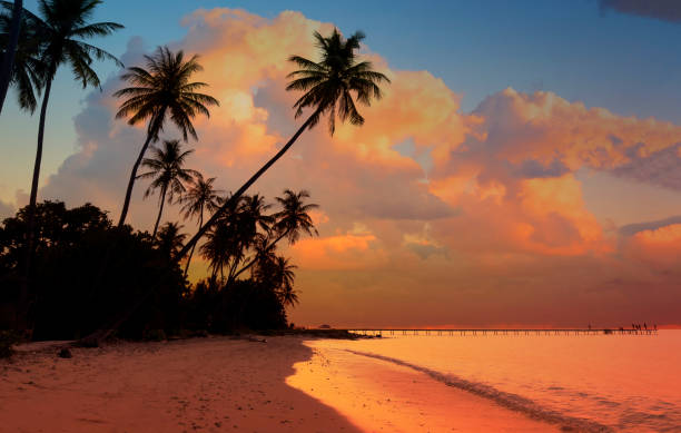 istock Summer with sunrise scene with  palm trees background as texture frame background 2190656242