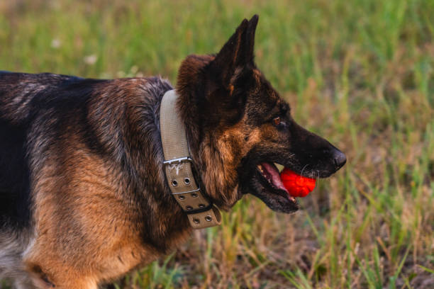 Beautiful german shepherd dog running or jumping on a park