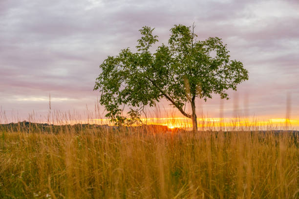 A single tree stands tall amidst golden agricultural fields during sunrise, its leaves gently swaying, symbolizing resilience in nature.