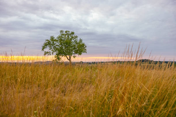 tree on a hill with copy space on the left