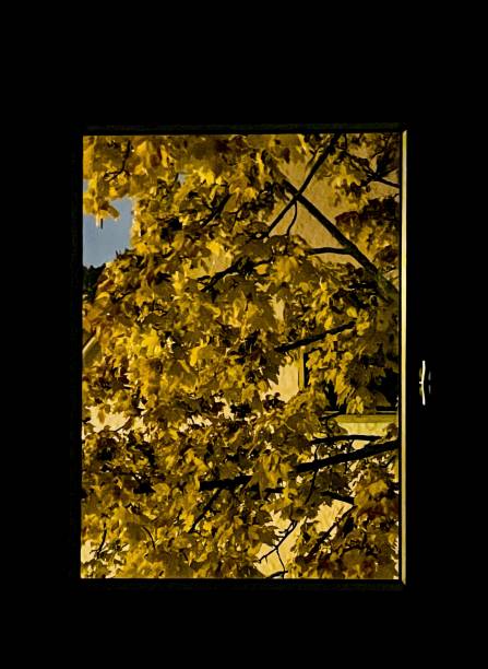Lime-tree. Small-leaved Lime. Tilia cordata.