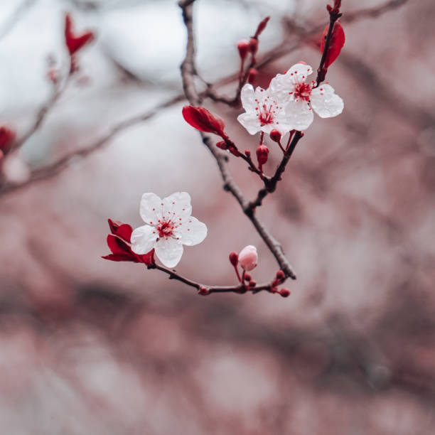 istock beautiful cherry blossom flower in springtime, sakura flower 2190658930