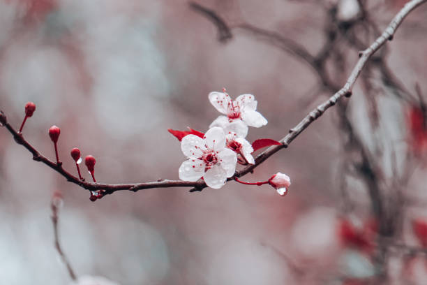 istock beautiful cherry blossom flower in springtime, sakura flower 2190658932