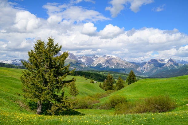 Seiser Alm or Alpe di Siusi -  with Sassolungo - Langkofel mountain group in background during springtime in the Dolomites. Yellow spring flowers in the meadows and some wooden chalets sheds on the high plain in the Alps, Trentino Alto Adige, South Tyrol, Italy.