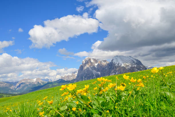 Seiser Alm or Alpe di Siusi -  with Sassolungo - Langkofel mountain group in background during springtime in the Dolomites. Yellow spring flowers in the meadows and some wooden chalets sheds on the high plain in the Alps, Trentino Alto Adige, South Tyrol, Italy.