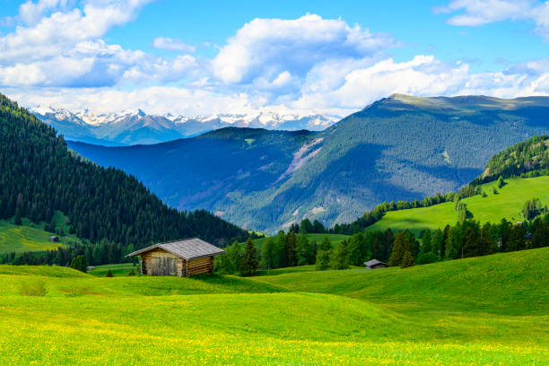 Seiser Alm or Alpe di Siusi -  with Sassolungo - Langkofel mountain group in background during springtime in the Dolomites. Yellow spring flowers in the meadows and some wooden chalets sheds on the high plain in the Alps, Trentino Alto Adige, South Tyrol, Italy.