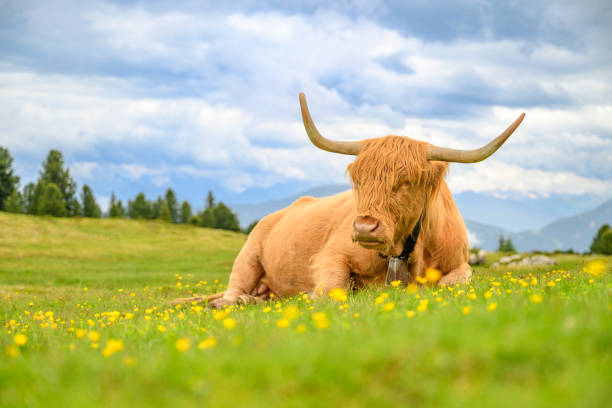 Scottish highland cattle resting on a pasature near the Peitlerkofel or Sass de Putia mountain of the Dolomites in South Tyrol, Italy during springtime.