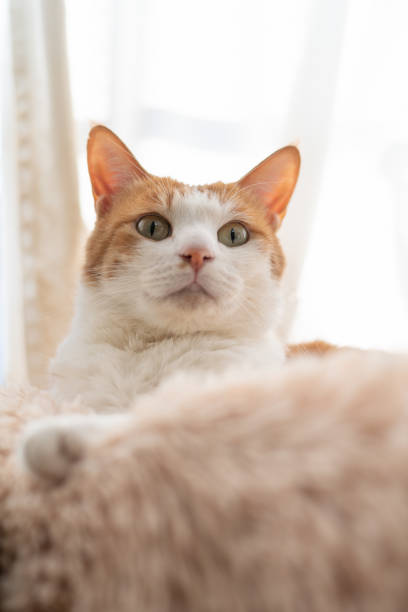 istock A cute cat looking at something by the window 2190659719